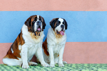 狗图坐在蓝色和粉红条纹墙边的一对大型圣伯纳德人的肖像图与空间复制相仿附近一对大型圣伯纳德人的肖像家庭乌克兰夏天背景