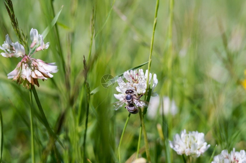 温暖的无脊椎动物工作草甸花和蜜蜂中的昆虫白三叶草甸花和蜜蜂图片