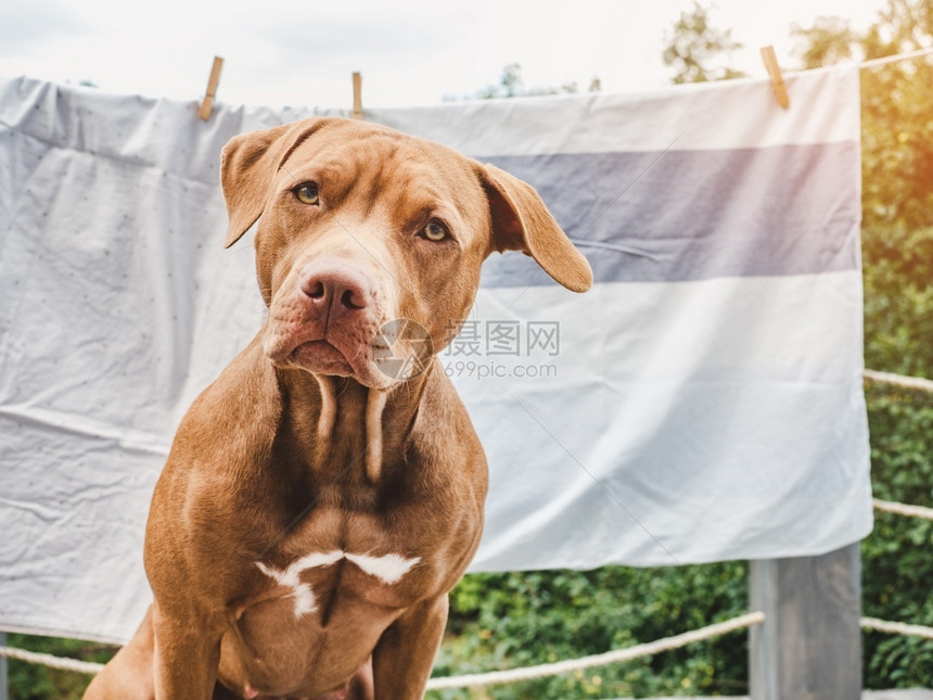 坑快乐的天可爱漂亮巧克力色小狗特写户外日光护理教育服从训练养宠物的概念可爱图片
