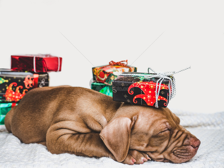 人们漂亮的小可爱巧克力颜色圣诞装饰品格子和盒绑在弓上紧贴工作室照片里年轻迷人的小美狗和一个喜庆盒快乐的在室内图片