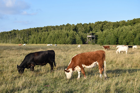 一群在湿地放牧的牛群在瑞典奥兰岛有一座守望塔牧场沼泽农田图片