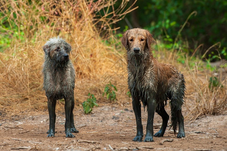 泥泥狗国内的白色泥泞中最肮脏和有趣两只狗站在泥巴旁边肖像泞的Schnoodle站在泥泞的金毛猎犬旁边玩背景