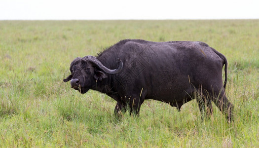 哺乳动物水牛站在草地中间的上一头水牛站在草地中间的上国民兰卡图片