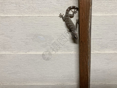 一只菜花出墙来爬虫学古董老房子的墙上挂着一只壁虎或Crytodactylluspeguensis吸引人的背景