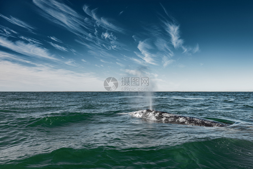 拉普捷夫巴哈美丽下加利福尼亚州GuerreroNegro附近Cortes海浮露的灰鲸图片