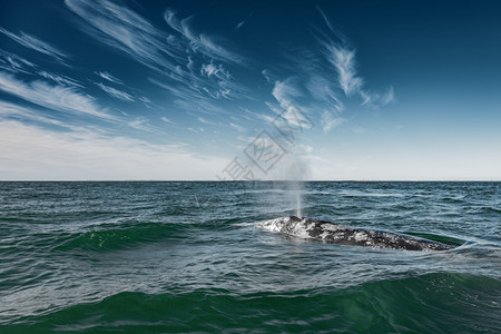 露脊鲸吸引力海浪高清图片