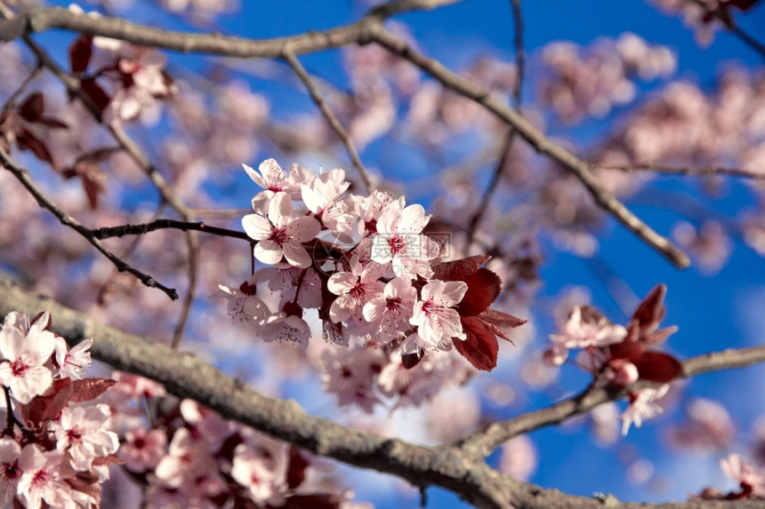 香气季节复活蓝天上春的樱花可以用作背景材料图片