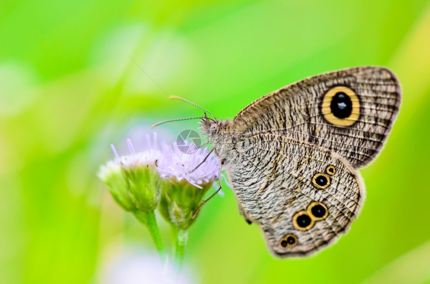 花的眼睛通常WoodNymph紧贴一只灰褐斑纹蝴蝶在泰国翅膀上有大眼斑食物图片