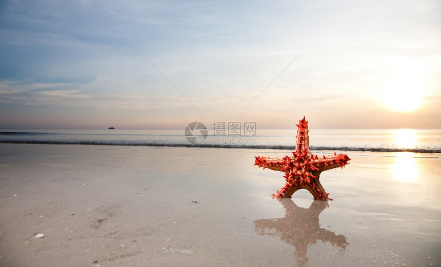 沙滩上红色的海星图片