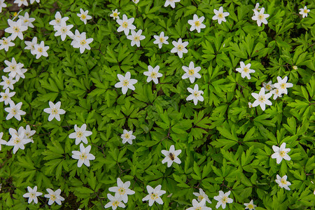 拉脱维亚洛德市拉托维亚Lode的白花和绿叶小路植物春天图片