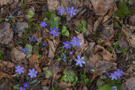 蓝花和绿色叶子在春灯照片大自然上拍到的旅行户外美丽图片