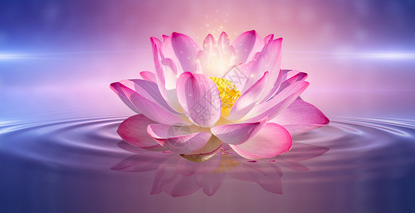 粉色漂浮花瓣合成素材图莲花荷花设计图片