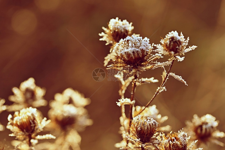 场景寒冷的Onopordum霜在树枝上美丽的冬季节自然背景雪细节图片