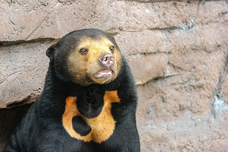 动物黑色马拉扬太阳熊或蜜在岩石悬崖地上马来人结石图片