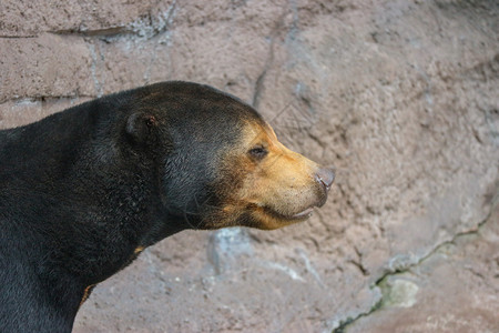 捕食者一种猎人黑色马拉扬太阳熊或蜜在岩石悬崖地上图片