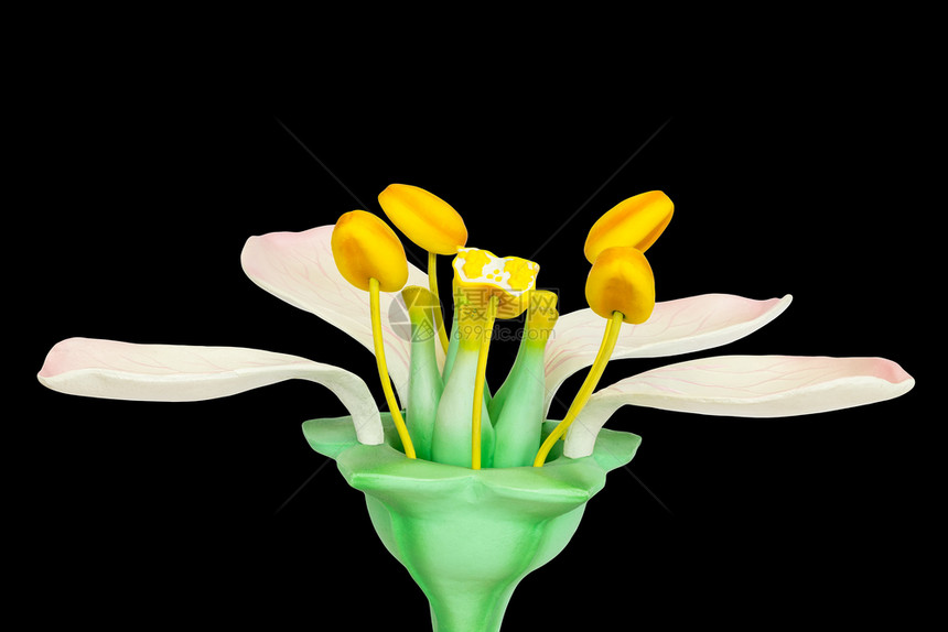 花瓣绿色以黑背景隔绝的花朵与丝结和活塞模型花药图片