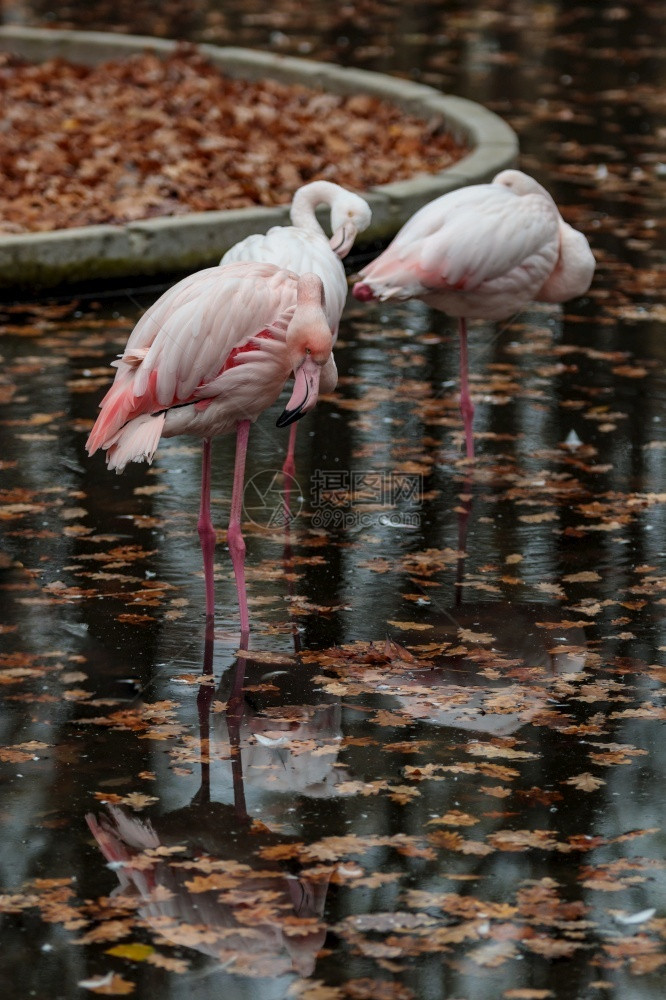在动物园秋天鸟反省中加勒比或非洲奇特野生鸟群在水中的一条腿上现代摄影艺术AvionFlokPinkFlamamingo在动物园秋图片