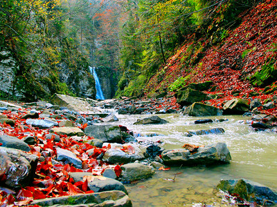 秋季的森林小溪高清图片