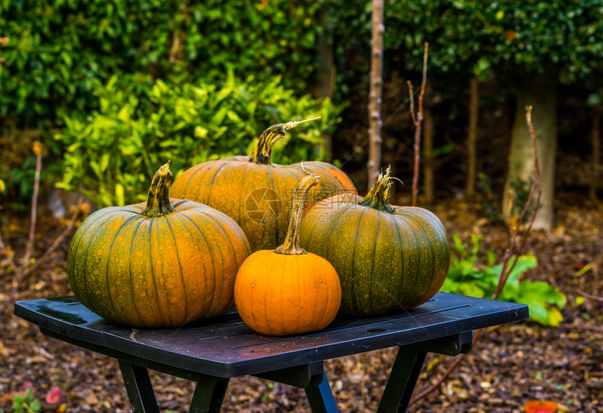 花园万圣节和秋季装饰节传统背景桌边有绿南瓜的橙色橘子成熟的新鲜外部图片