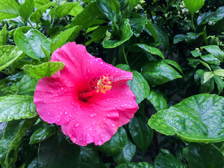 降低雌蕊粉红希比丘斯花朵以绿叶颜色背景开花瓣上有一滴水象征图片