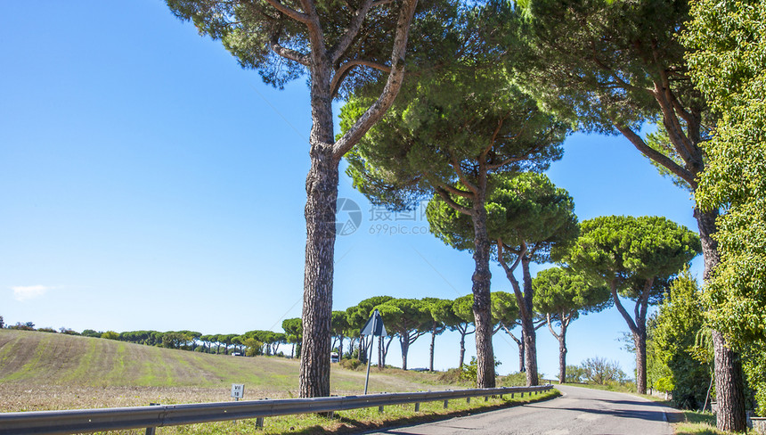 位于意大利泰尔尼省OrvietoUmbria附近的一条乡村公路上的美丽大道地中海景观松树图片