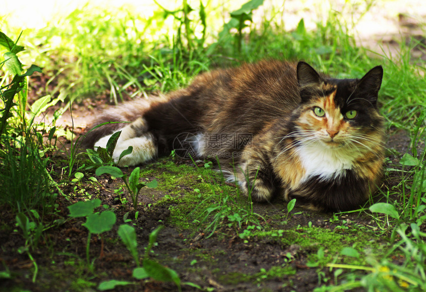 国内的棕色黑三猫厚绿草中间有三色大衣颜的猫图片