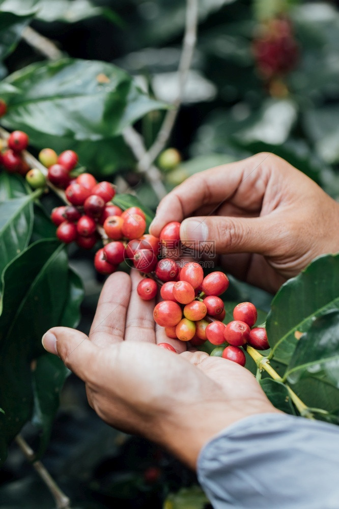 新鲜的果子和阿拉伯咖啡莓上面有农艺家的手Robusta和阿拉伯咖啡浆牧场热带图片