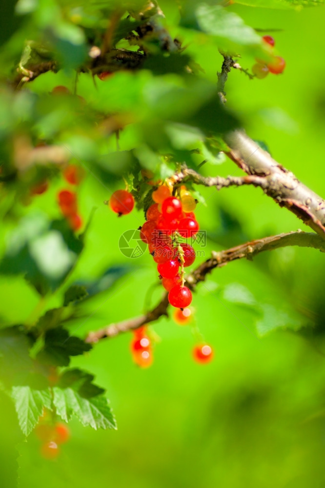 健康夏日在树枝上堆熟的红包浆果色图片