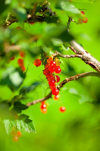 健康夏日在树枝上堆熟的红包浆果色背景图片