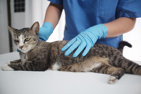 兽医在诊所检查小猫图片