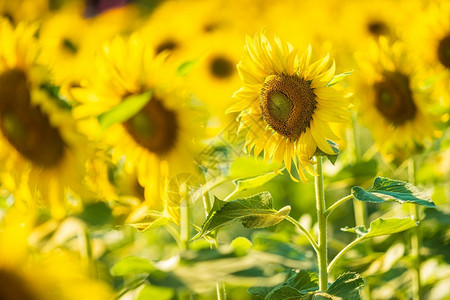 叶子日葵田背景开花泰国夏日落自然水平的图片