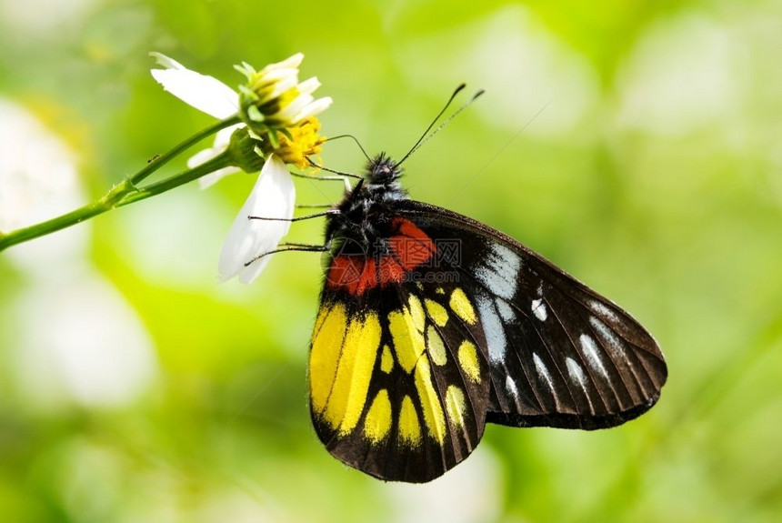 生活红色和黄的蝴蝶合唱团CorlorfulLiberty移民植物图片