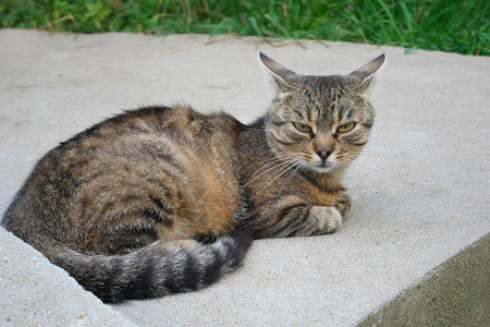 有趣的坐在户外灰水泥平台上令人兴奋的成熟小猫咪尾巴国内的图片