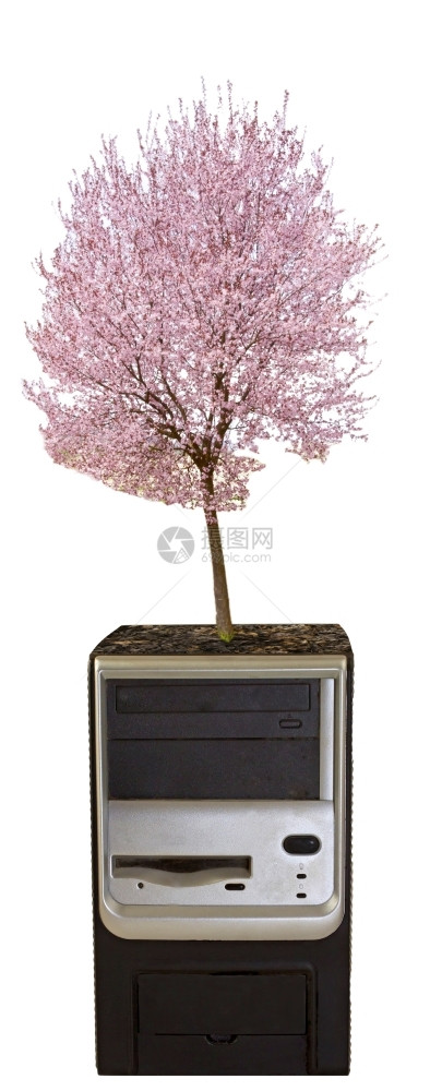 种桃树从一个PC的cpu长大家庭桃子工作图片
