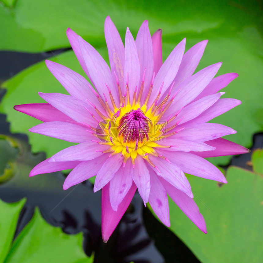 大自然早期季节花朵盛开的多彩莲花绿色瓣一种图片