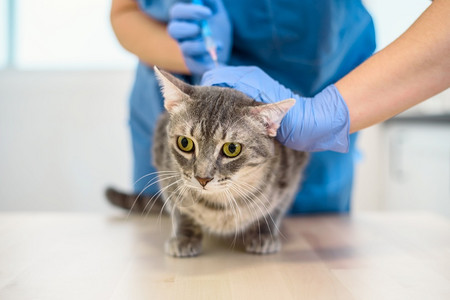 女兽医正在给一只灰猫打针图片