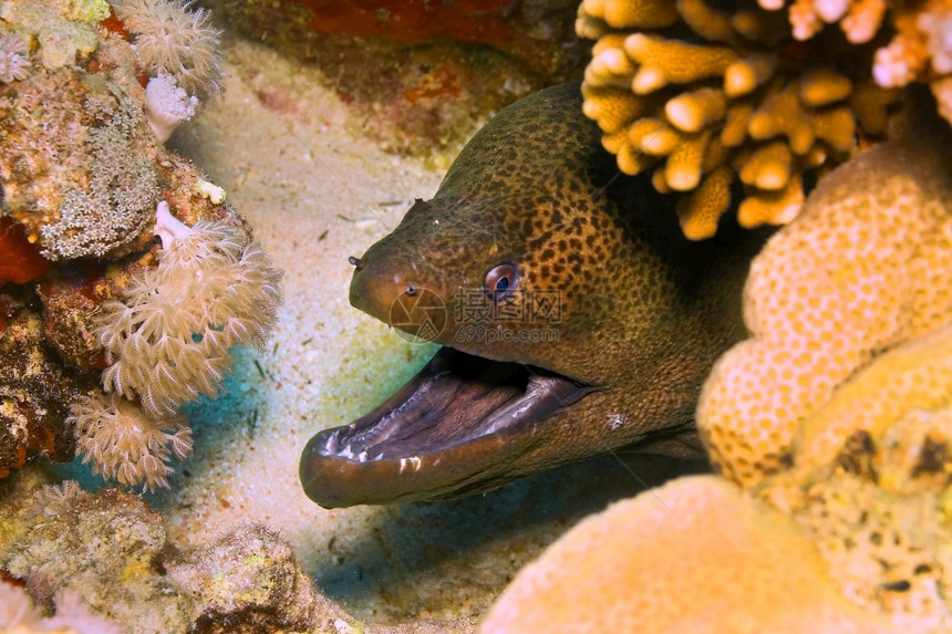巨型莫雷埃勒吉姆诺托拉克斯雅瓦尼科珊瑚礁红海埃及非洲可爱的深生物学图片