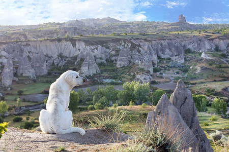 美丽白狗坐着观赏清晨卡帕多西亚山区风景白狗坐着观赏卡帕多西亚山地景色美丽的耳朵背景图片