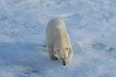 浮冰上的北极熊捕食者熊捕食者动物可爱的血管图片