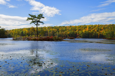 安详与森林湖的秋天风景颜色冷静的图片