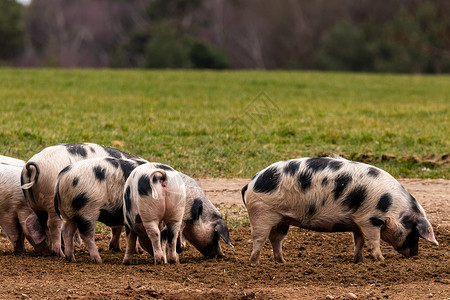 海姆立克法动物活新鲜的班海默陆地猪饲料数只本海姆乡村猪背景