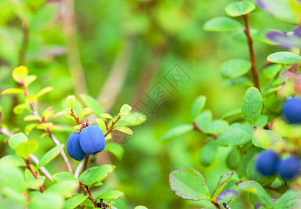 灌木丛上新鲜的有机蓝莓分支栽培的生态图片
