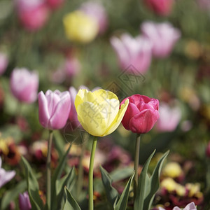 粉色的情人节花园中郁金香美丽图片