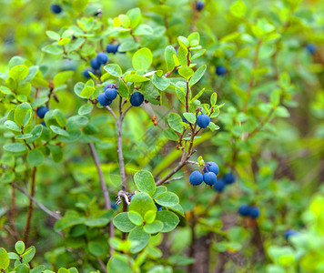 灌木丛上新鲜的有机蓝莓夏天生态的有机图片