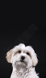 朋友凉爽的黑板Bichon马耳他白头发狗仰望着黑色背景的向前看图片