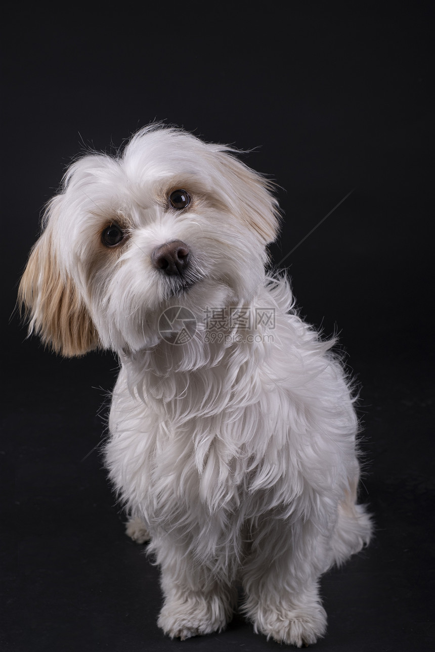 一种哺乳动物Bichon马耳他白头发狗仰望着黑色背景的向前看工作室图片