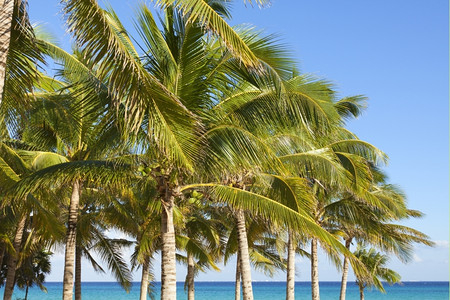 天堂加勒比海滩的景象白色棕榈图片