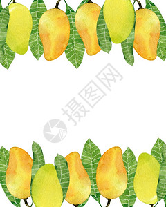 新鲜越南菠萝蜜食物颜色健康彩背景与水芒果框隔离在白色背景上手绘插图为您的设计彩色背景与水芒果框插画