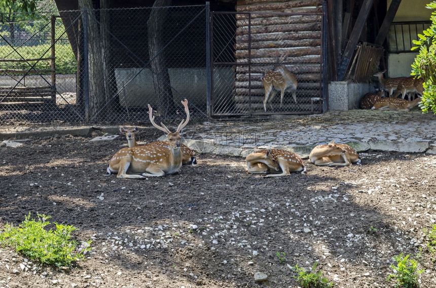 保加利亚索非鹿或卡普雷奥勒斯野外有雌鹿母后尾或和小的牛家庭哺乳动物狒狍图片