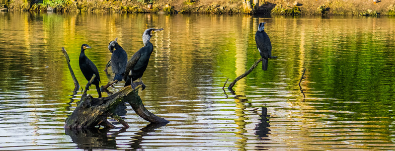 伟大的池塘黑色在水上树枝坐着各种火炉群落中有散漫的水鸟图片